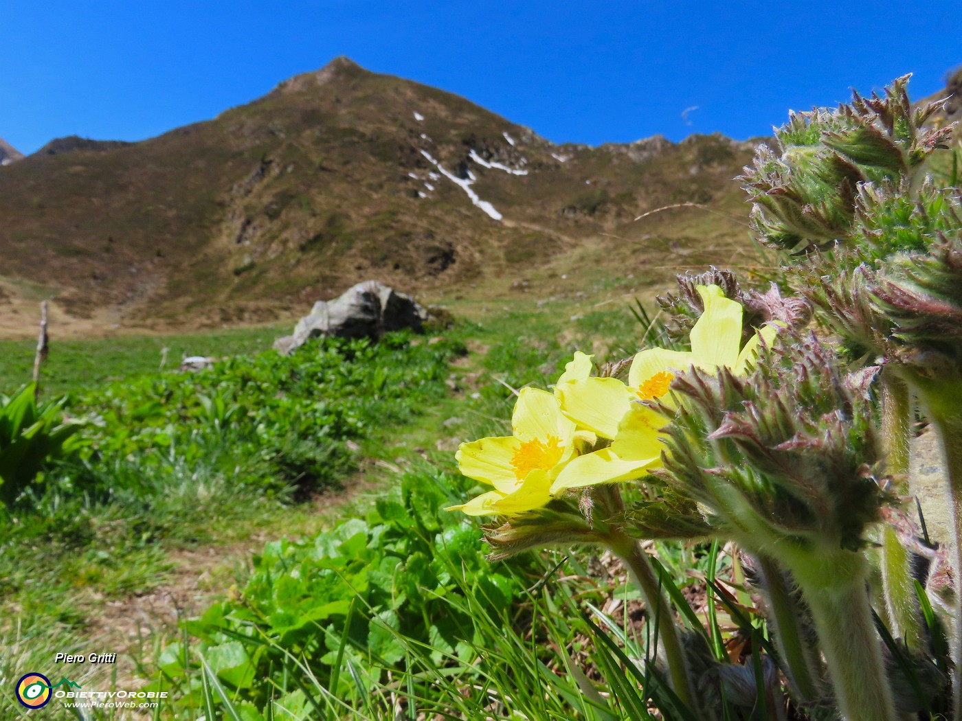 30 Pulsatilla alpina sulphurea (Anemone alpino).JPG